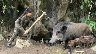 Breathtaking! Explore the Wild Boar Territory and the Wild Boar Trap Scene/ Full Video