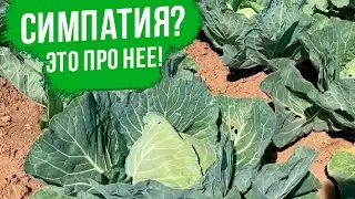 ОЧЕНЬ вкусная и ОЧЕНЬ урожайная белокочанная капуста. Выращивание белокочанной капусты.