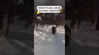 Aggressive Bear Attack 🐻 