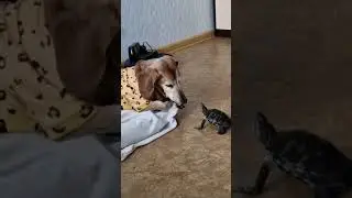 Ласковая черепашка