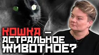 Почему коты – проводники в мир мертвых... Правдивые приметы о котах!