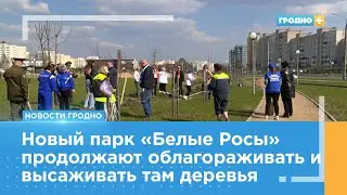 Новый парк на Белых Росах пополнился клёнами и туями