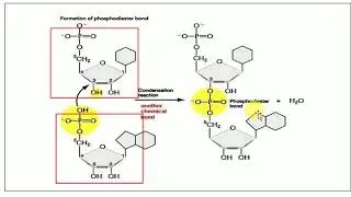 Chemical composition of DNA, Structure of DNA and forms of DNA