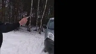 Сорокопут -жулан (ЛЕСНОЙ МЯСНИК)