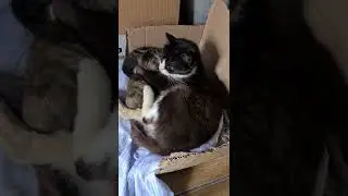 Мама кошка обняла котят