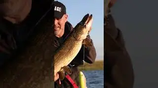 Savage Gear 4D Line Thru Trout - a truly lifelike swimbait