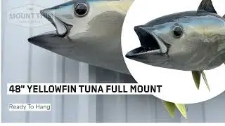 48 Inch Yellowfin Tuna Mount - Product Video - Mount This Fish Company
