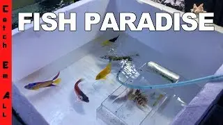 FISH PARADISE!