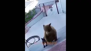 Brave Dog vs 2 Bears 
