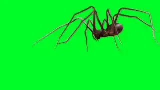 Футаж паук / spider на зелёном фоне - хромакей