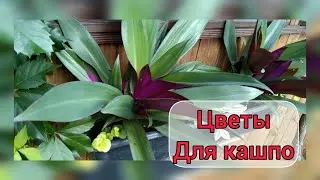 ЦВЕТЫ ДЛЯ КАШПО!🌺🌿 Интересная идея с многолетниками и комнатными цветами.