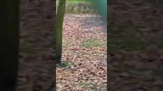 ПОПРЫГУШКА КЕНГУРУ и ЗАЙЧИК❤️  