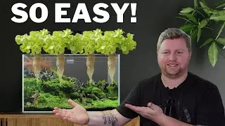 Turn Your Aquarium into a GARDEN! Heres How