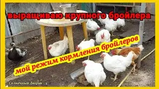 Особенности кормления бройлеров в 2, 3, 4 месяца. Мой метод выращивания бройлеров.