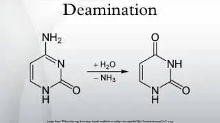 Deamination