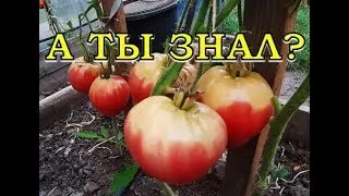 Почему у ТОМАТОВ бывают желтые плечики?
