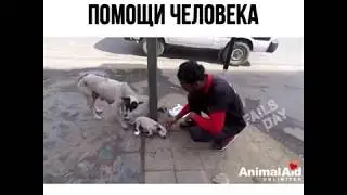 Собака просит помоч своему щенку