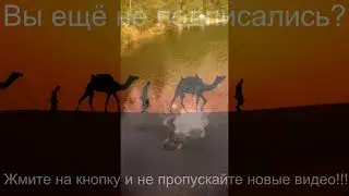 Такого поворота сюжета я ещё не видел, что-бы на ёлку слазить и жопу не замарать как говориться