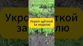 Укроп всходит щёткой за неделю! 