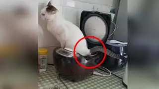 ПРИЯТНОГО! 😈 КОТЫ - ХУЛИГАНЫ, НАГЛЕЦЫ!😼 ЛЮТЫЕ ПРИКОЛЫ ПРО ЖИВОТНЫХ😹