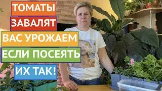 УЖЕ ПОРА! КАК ПРАВИЛЬНО ПОСЕЯТЬ ТОМАТЫ НА РАССАДУ!