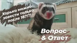 НЕ ПОДПУСКАЙТЕ ДЕТЕЙ К ХОРЬКУ!!?!?// Вопрос & Ответ// Snezhana