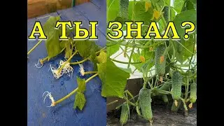 ОГУРЦЫ на второй оборот🥒🥒🥒Хитрый способ быстрой рассады