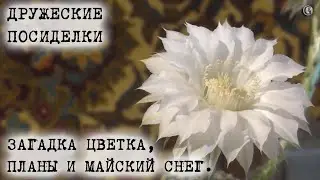 Дружеские посиделки Загадка цветка Планы нового сезона Майский снег