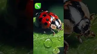 how to create Water Drop Effect in Corel draw🔥 Coreldraw tutorial 
