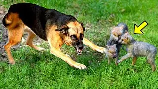 Huge Dog Tracked Down Orphaned Wolf Cubs. What Happened Next Will Amaze You!