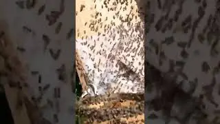 Бешеный рой пчёл  