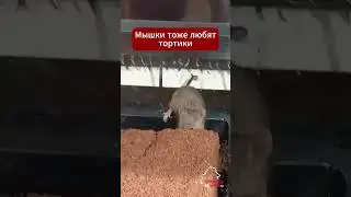 Беларусские магазины готовы обслуживать и мышей и людей.  