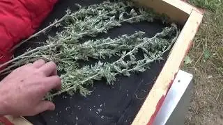 ПОЛЫНЬ ДЛЯ ПЧЁЛ
