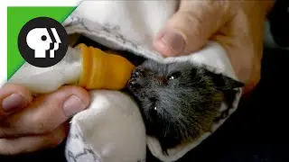 Baby Flying Fox (Fruit Bat)