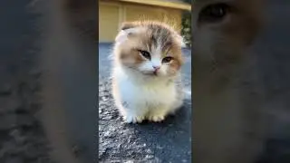 Beautiful Little kitten 🐈| Beautiful cats| Humpty Hobbies