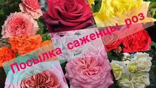 Саженцы роз посылка осень 2022 розы в саду