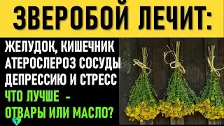 Зверобой: лечение Желудка, Антидепрессант, здоровье Кишечника, Атеросклероз, кровь, сбор и заготовка