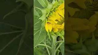 Sunflower 🌻 #shortsvideo #nature #gardenworkscanada #canada #canadiangardening #українцівканаді