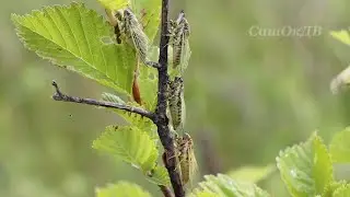 Цикады, нашествие. Столько громких зелёных мух нам видеть не приходилось... Cicadas.