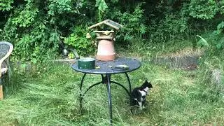 Besuch im Garten - Heute: Nachbars Katze