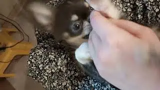Видели видео.Интересные животные.