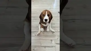 Ну что за чудо❤️6.07.2024 