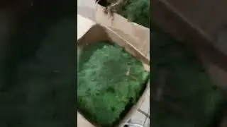 Пихтовый веник для бани в Кургане