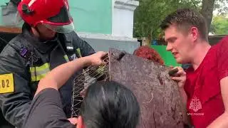 МЧС: из горевшего зоопарка в Ростове-на-Дону вынесли всех животных