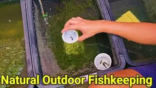 HOW TO SETUP NATURAL OUTDOOR GUPPY FISH TUB 2024 WITH BENEFICIAL BACTERIA!!