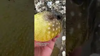 Protective puffer fish 🐡