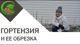 Какая обрезка гортензии ускорит ее цветение