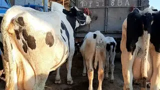 4ЯНГИЙУЛ   МОЛ   БОЗОРИ   НАРХЛАРИ  БОЗОР   ДИМ  БУЛДИ,