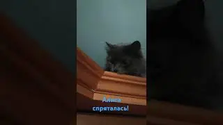 Алиса Спряталась! 😺