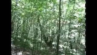 Летний день